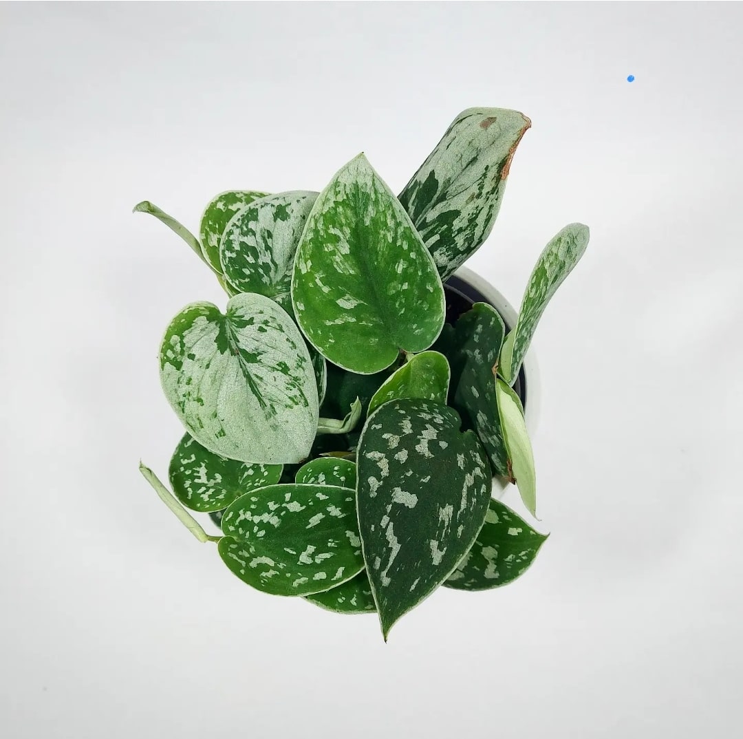 Scindapsus Silvery Ann 4"