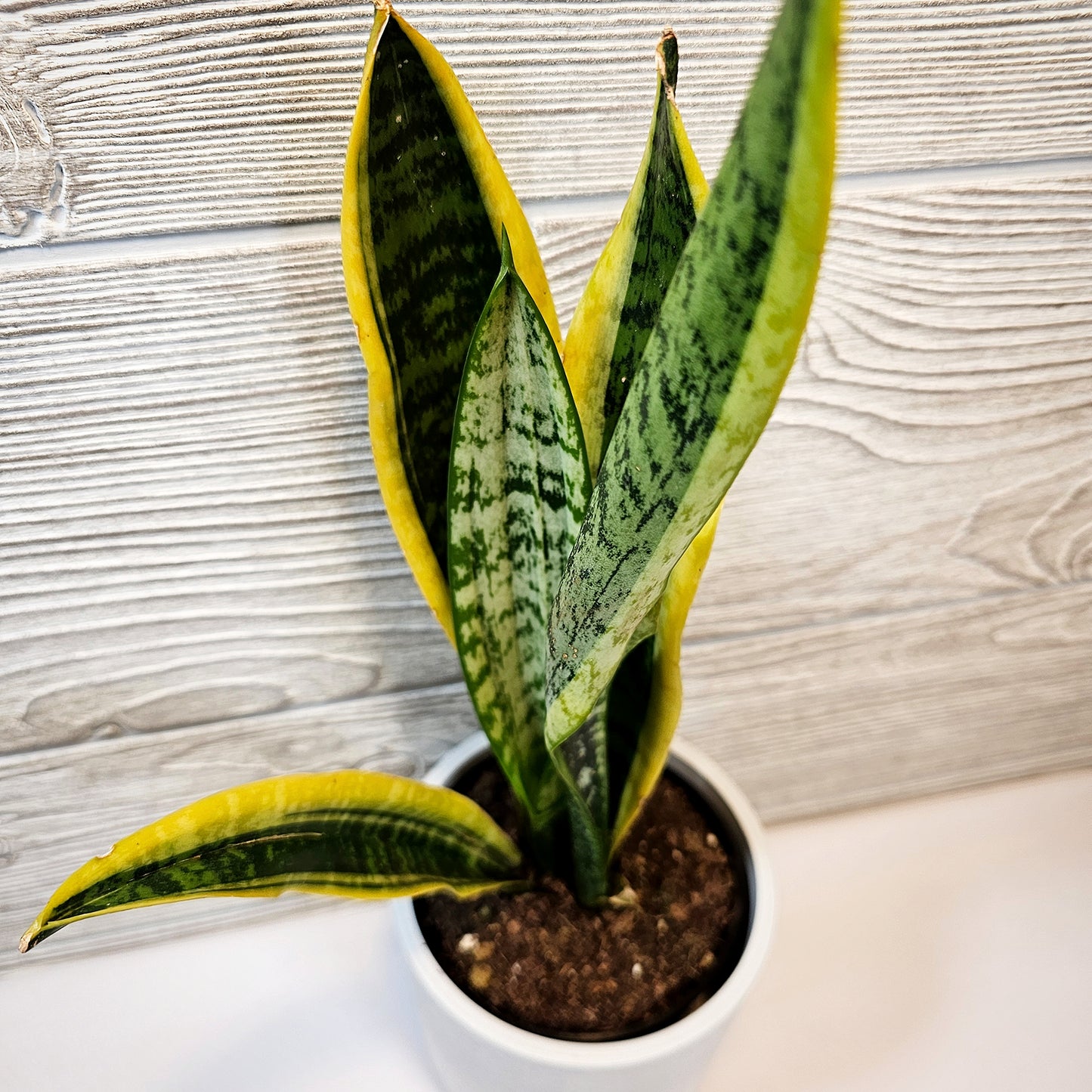 Sansevieria Laurentii 4"