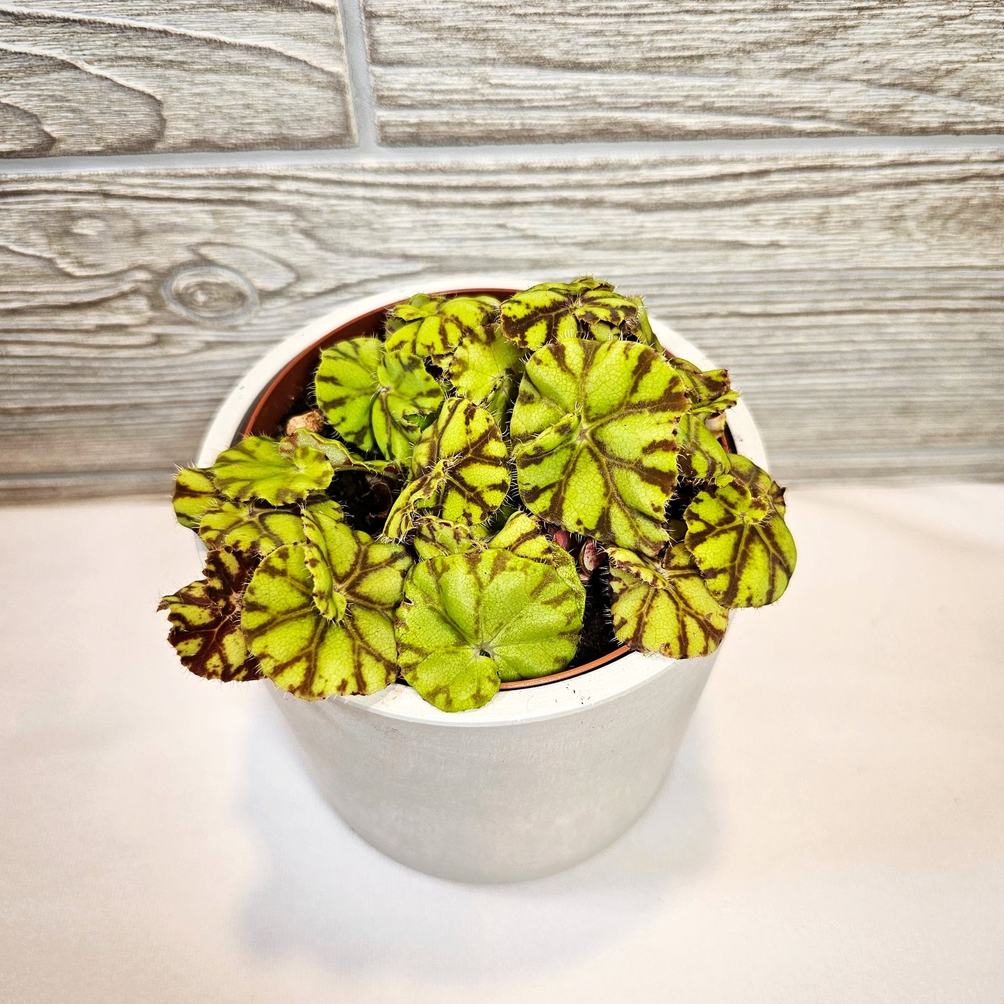 Begonia Spirit of Mauritius 4"