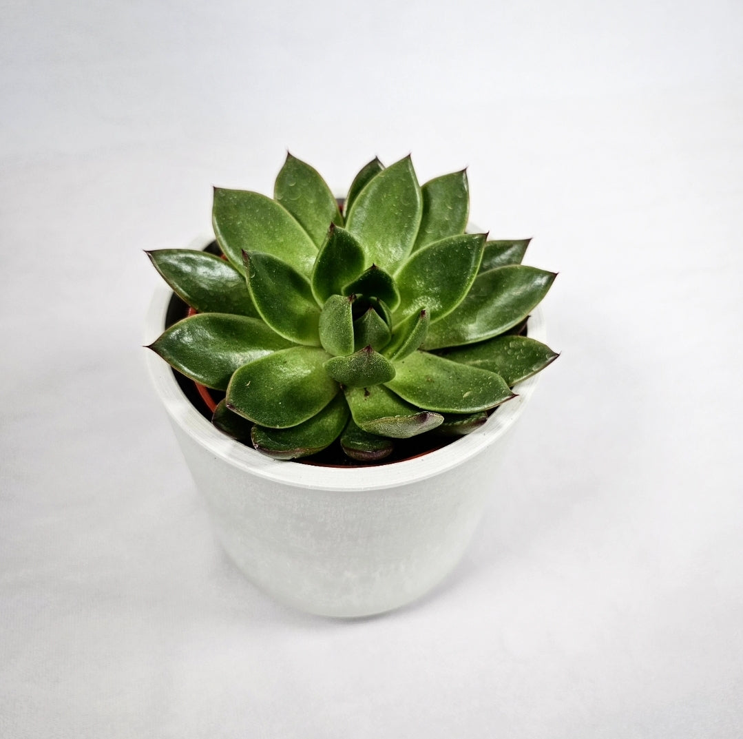 Echeveria Spotlight 4"