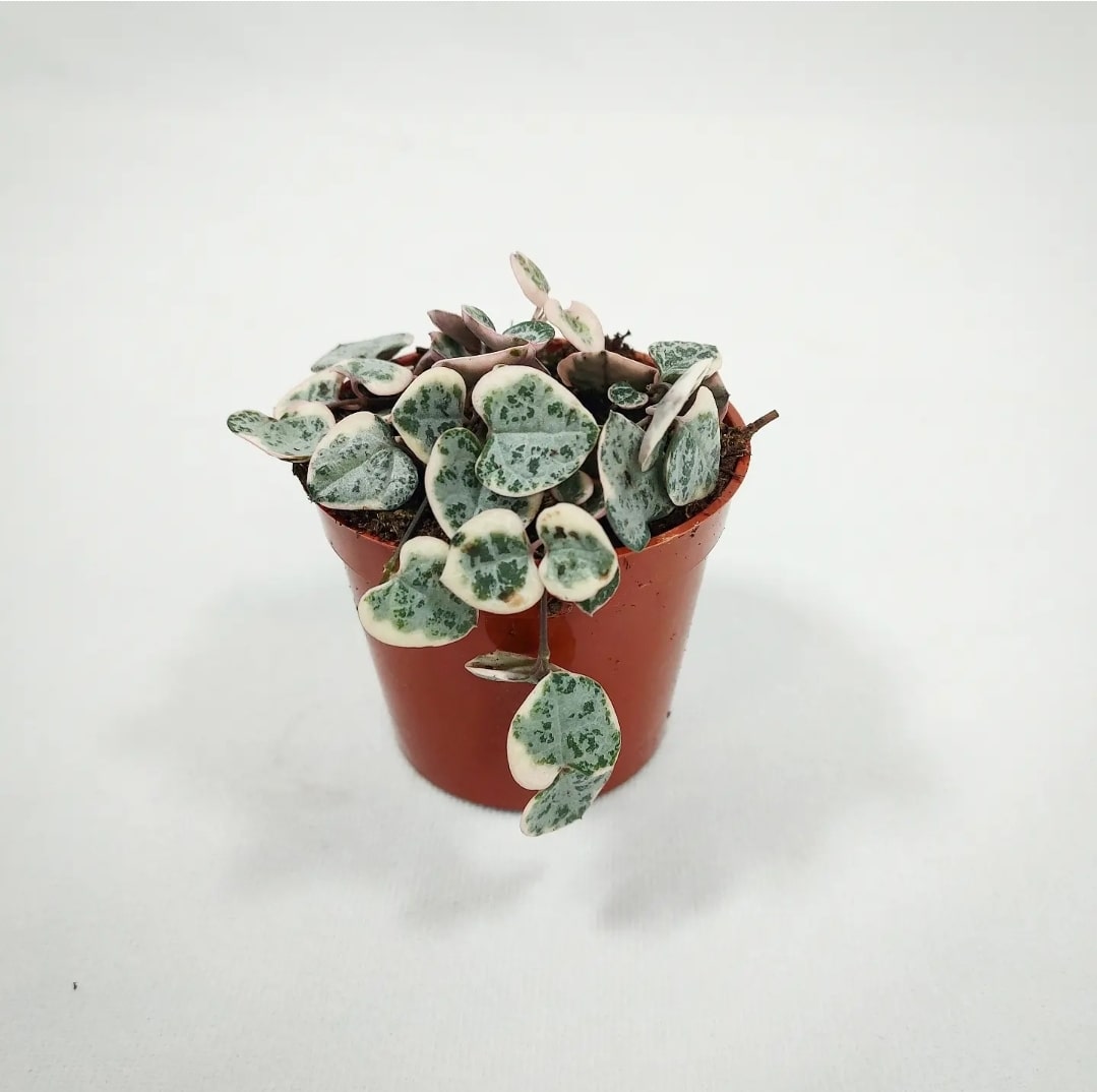 Pink String of Hearts 2.5"