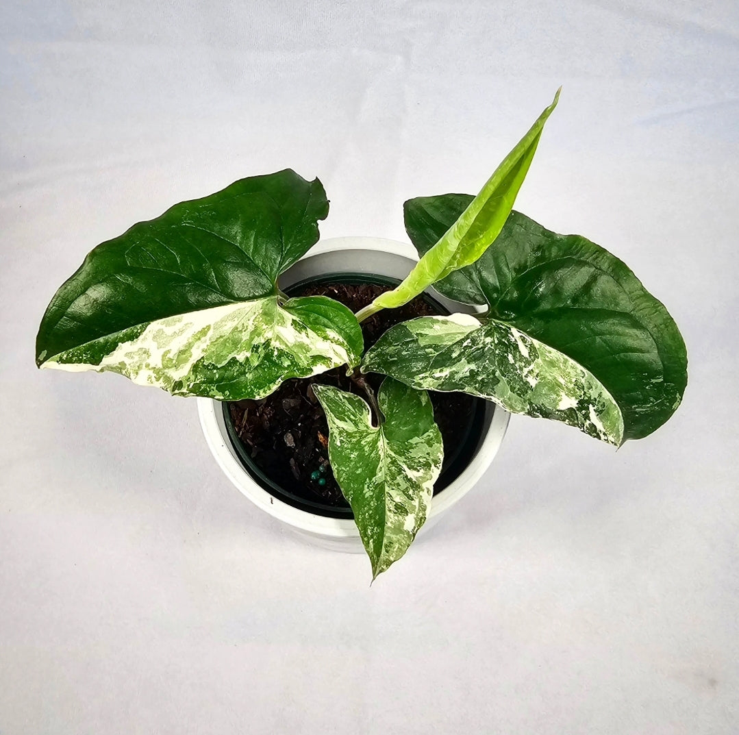 Syngonium Albo 4"