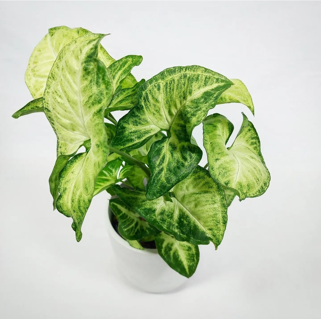 Syngonium Butterfly 4"