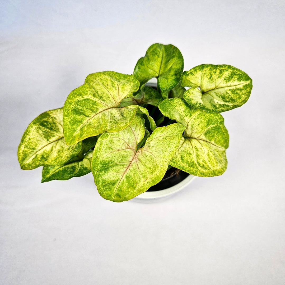 Syngonium Mango Allusion 4"