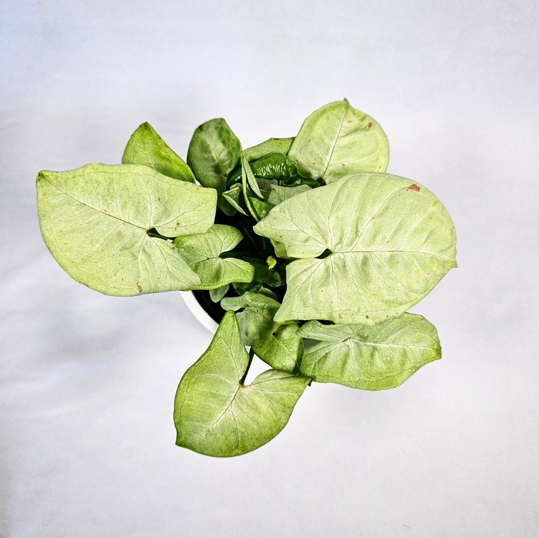 Syngonium Milk Confetti 4"