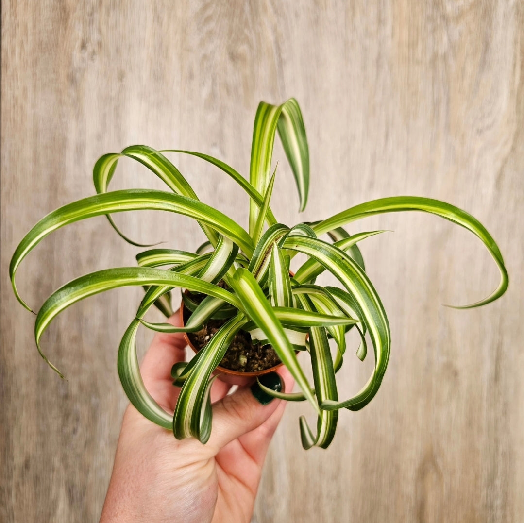 2" Curly Spider Plant