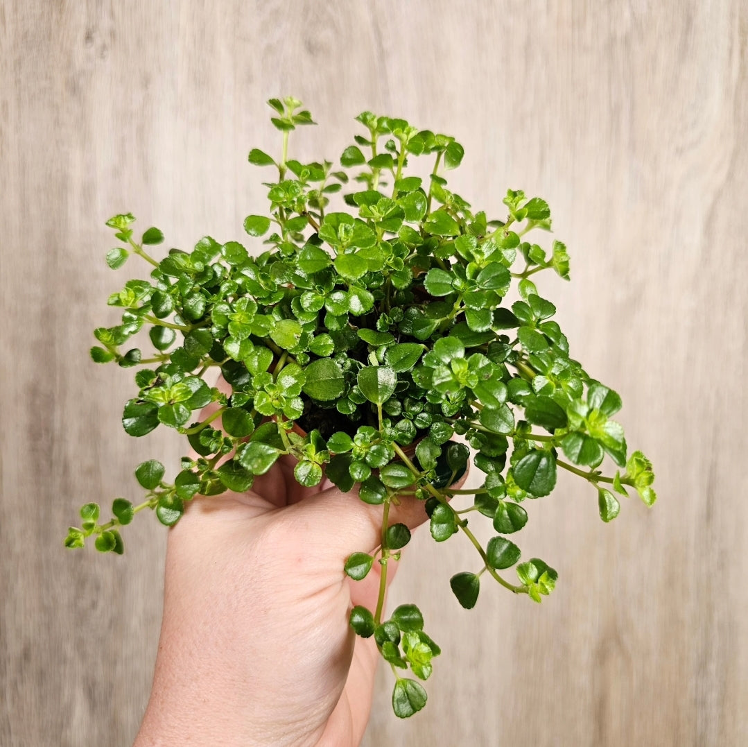 2" Pilea Baby Tears