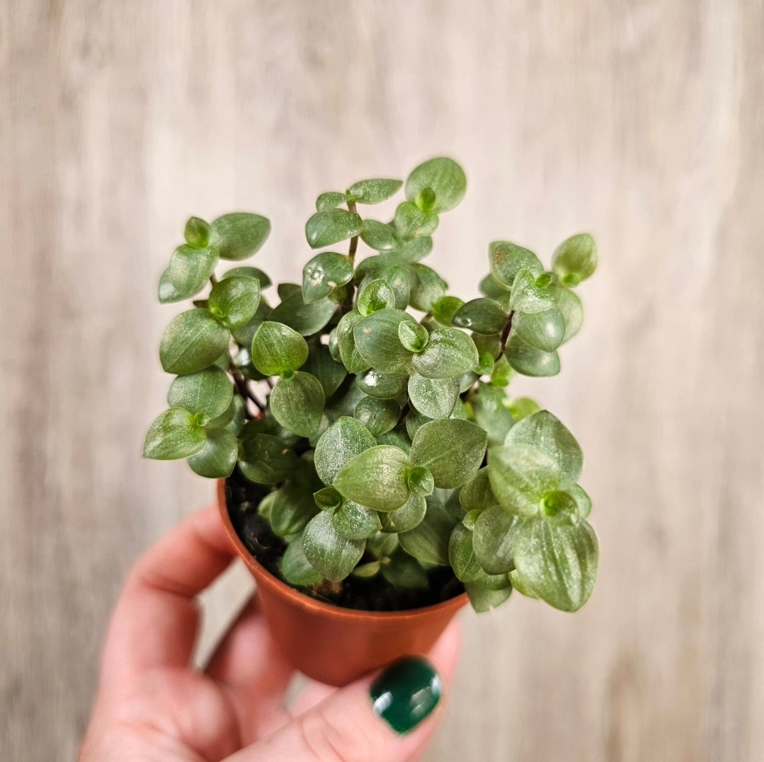 2" Callisia Repens Turtle Vine