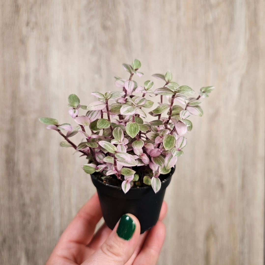2" Callisia Repens Pink Lady