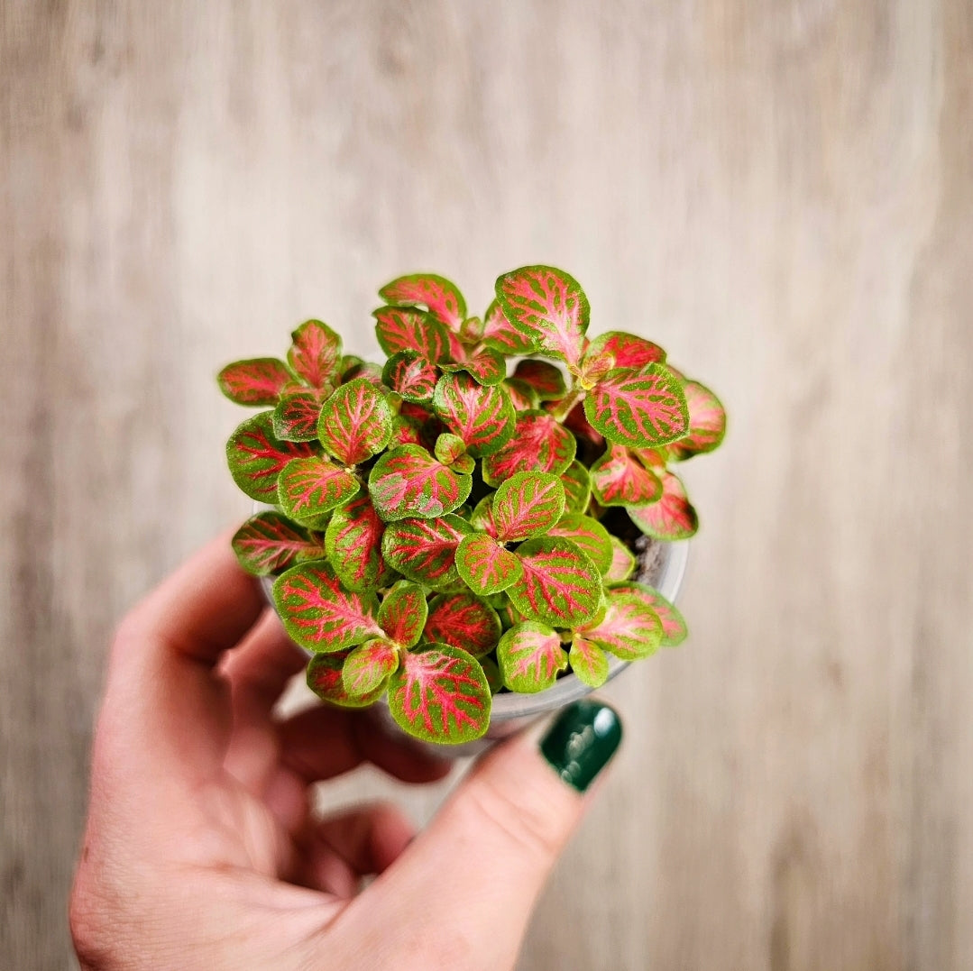 2" Fittonia Forest Flame
