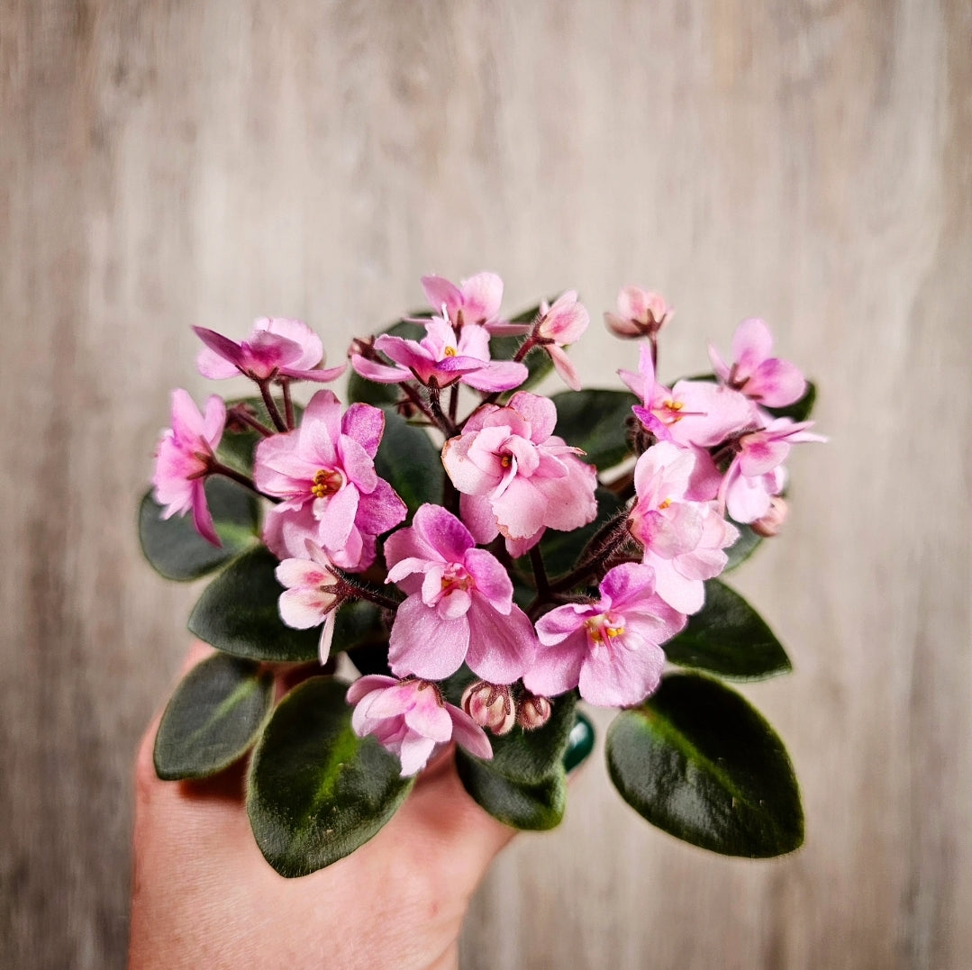 2" African Violet - Light Pink