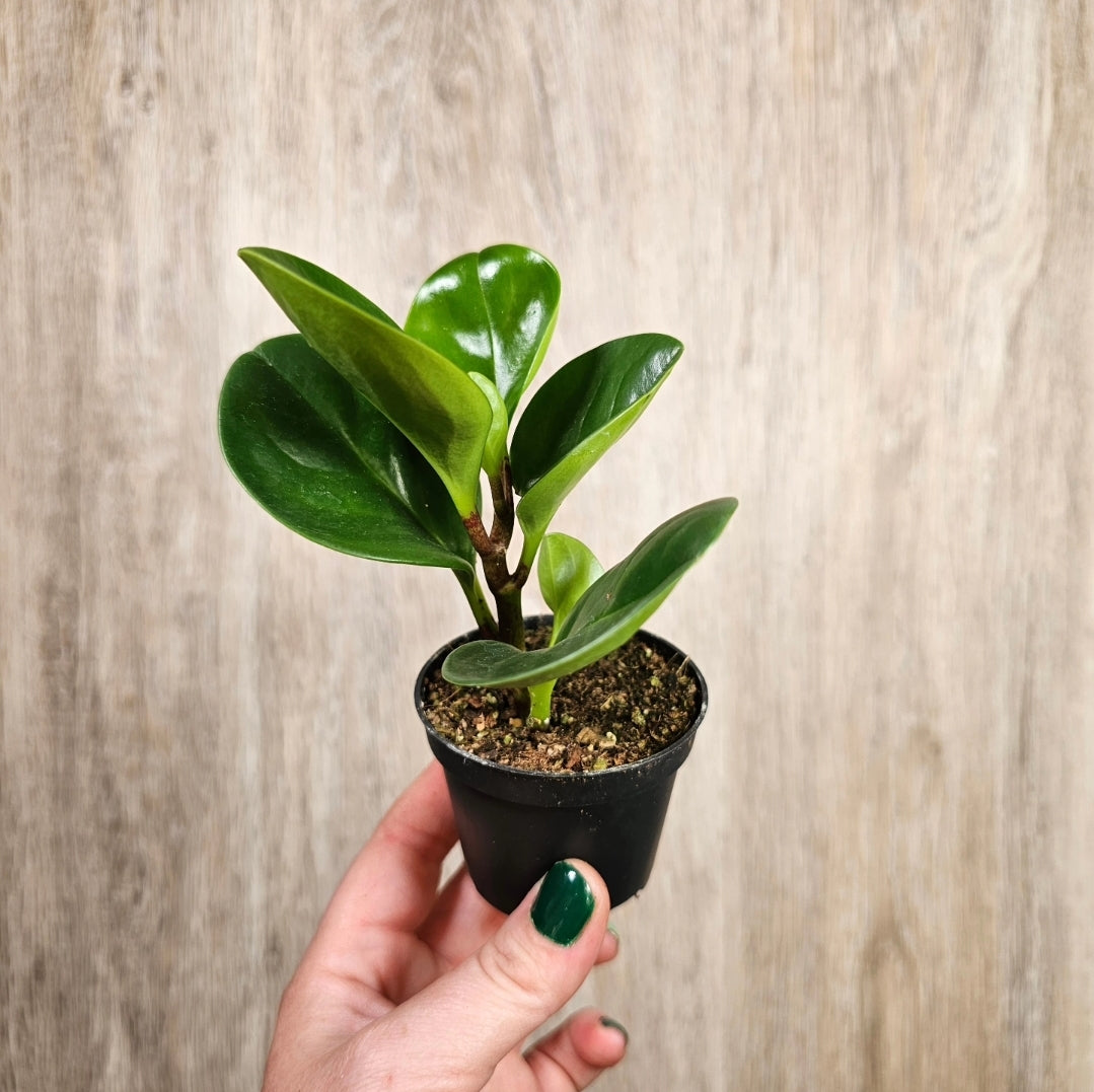 2" Peperomia Obtusifolia