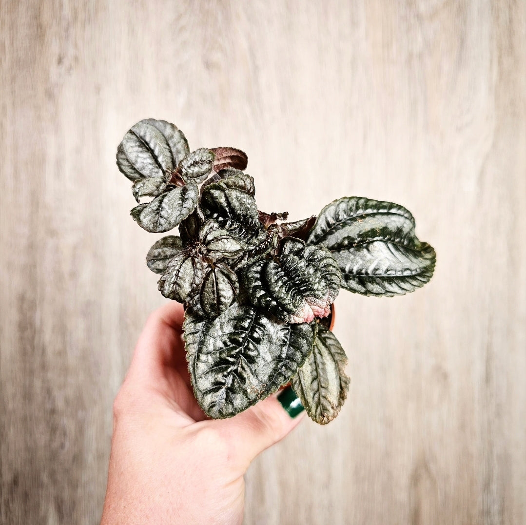2" Pilea Norfolk