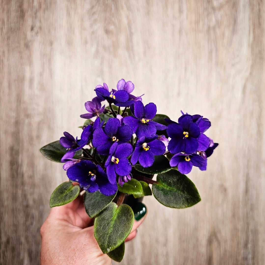2" African Violet - Purple