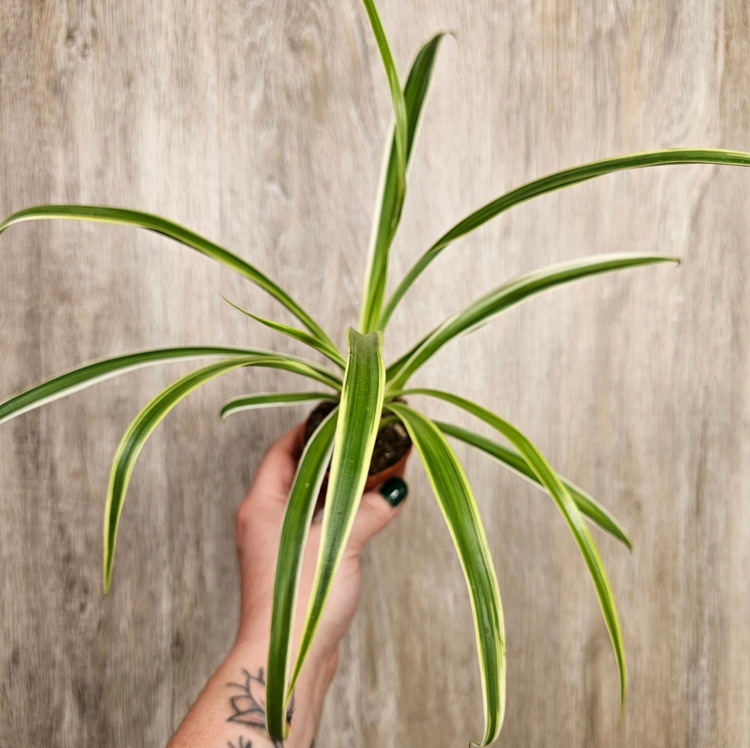 2" Spider Plant
