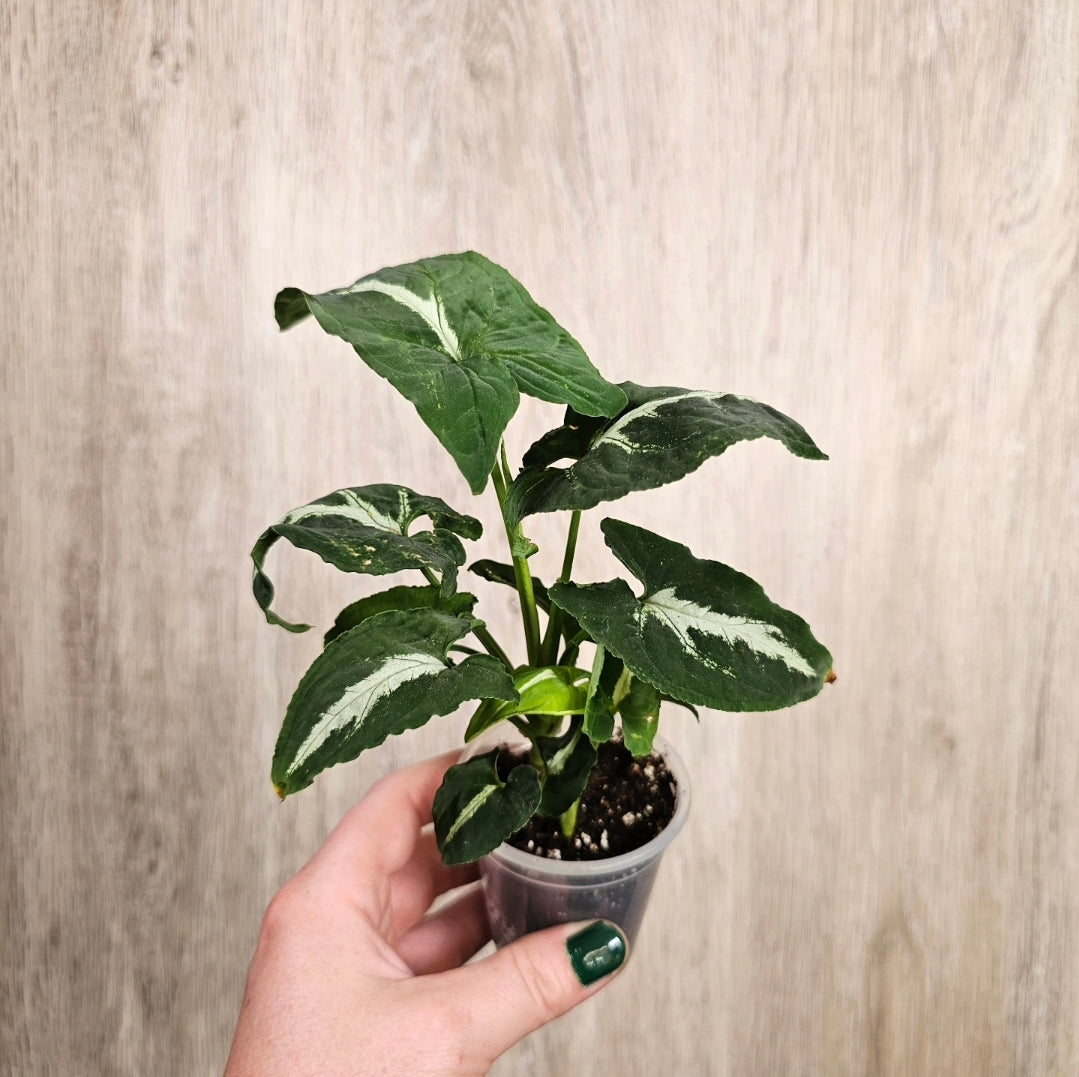 2" Syngonium Wendlandii
