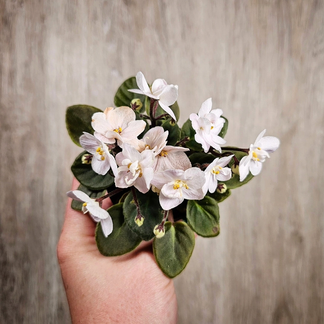 2" African Violet - White