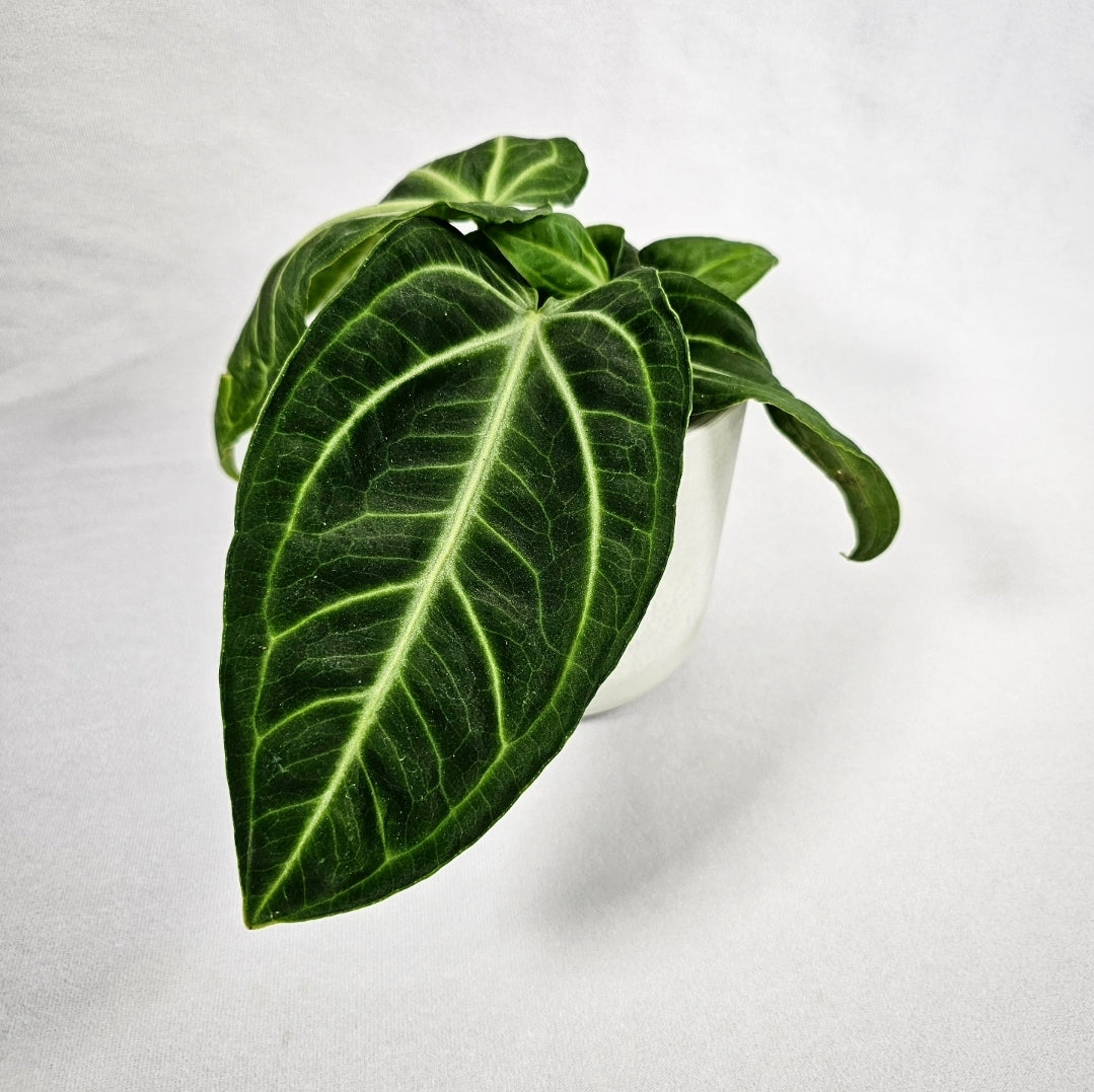 Anthurium Villenaorum 4"