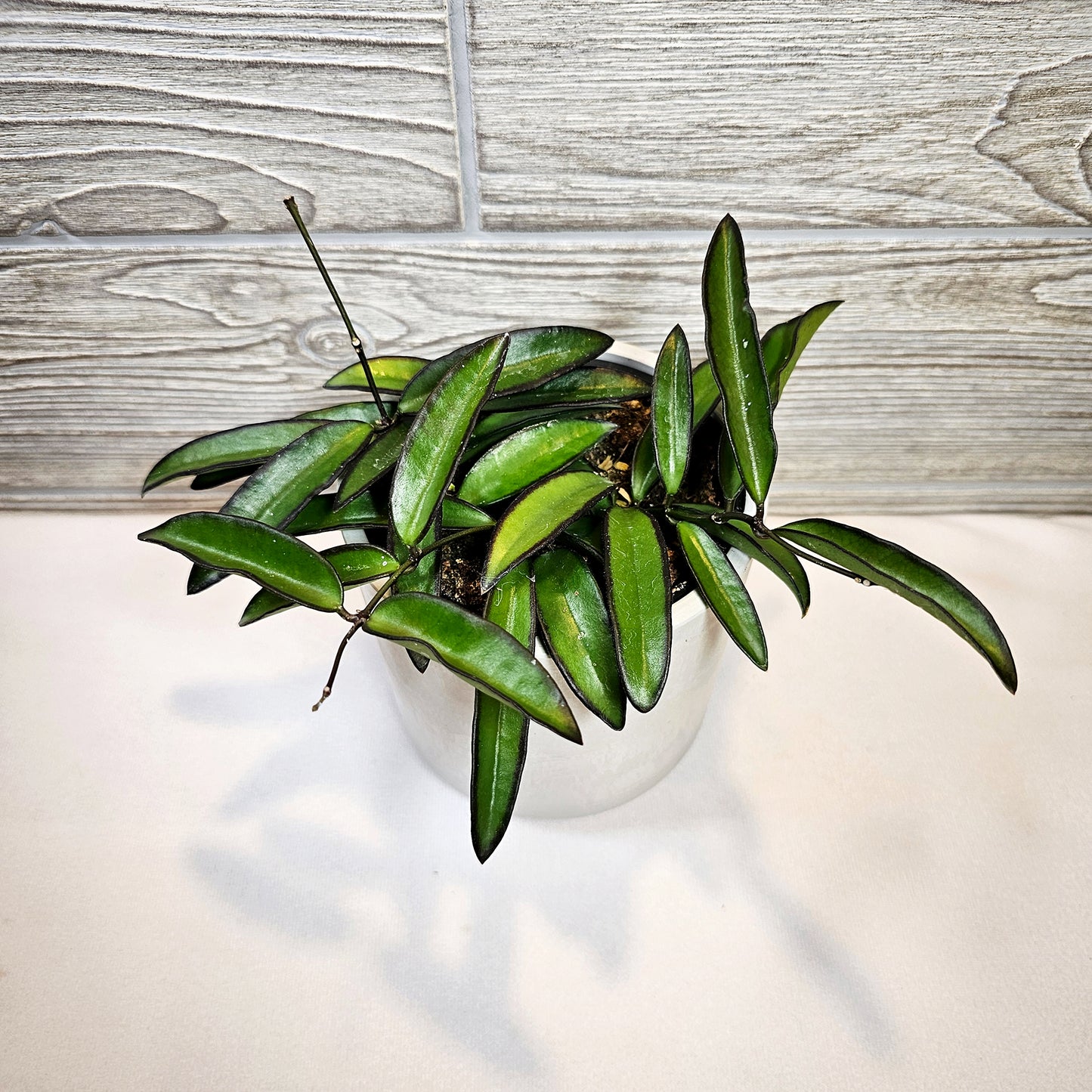 Hoya Wayetti 4"