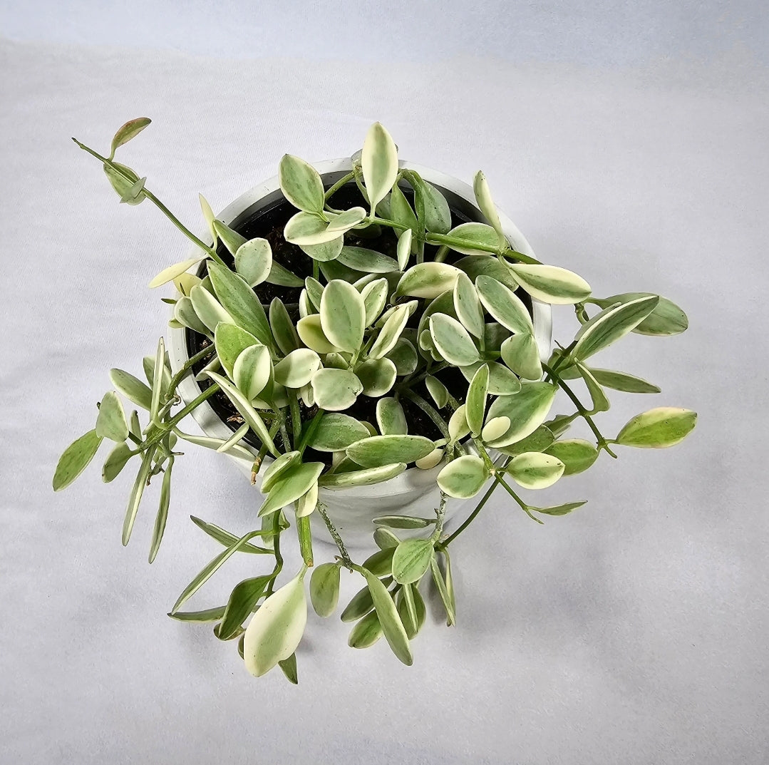 Dischidia White Diamond 4"