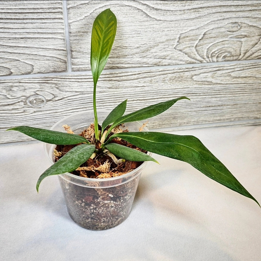 Anthurium Decurrens 5" (140)