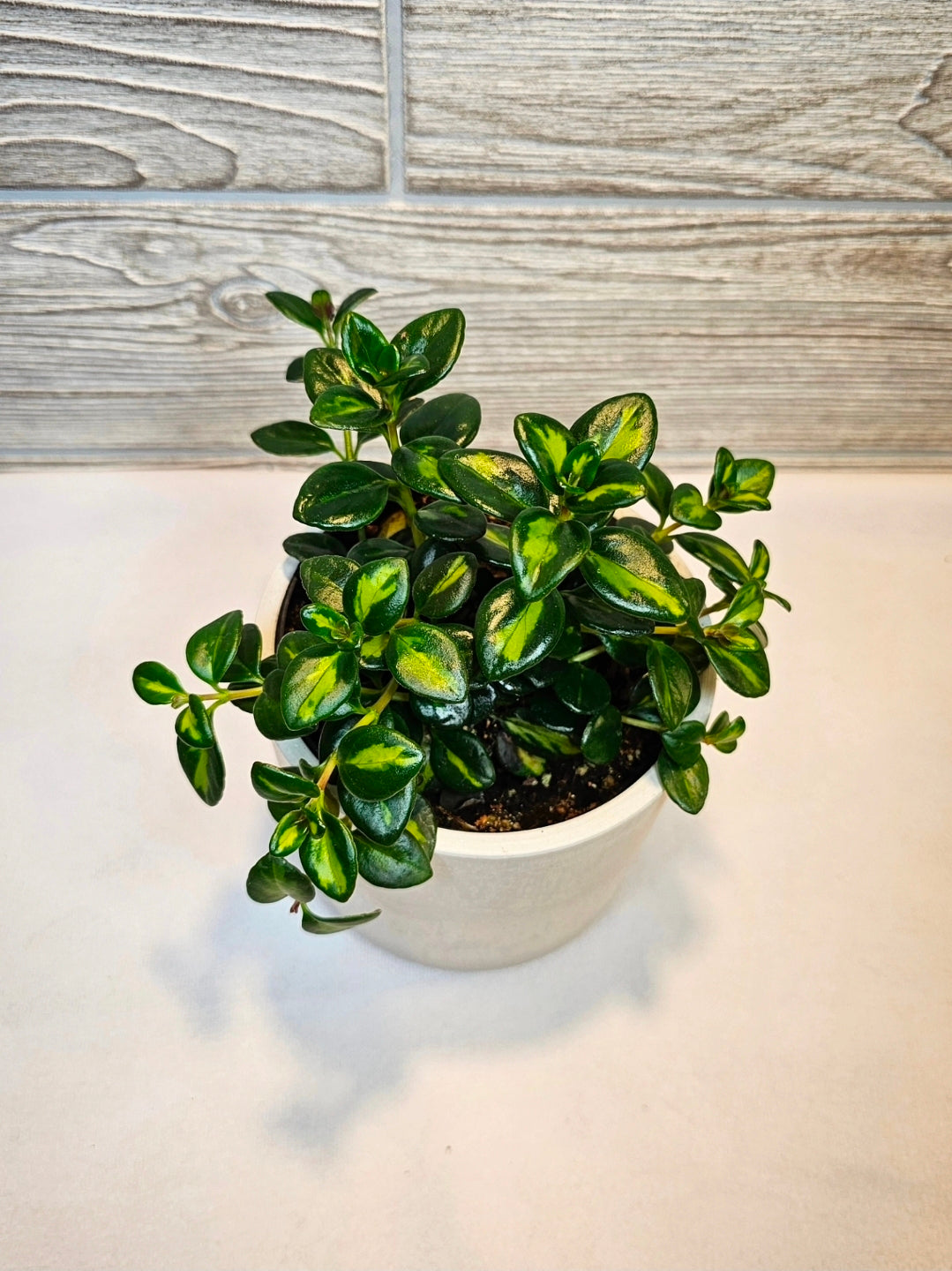 Variegated Goldfish 4"