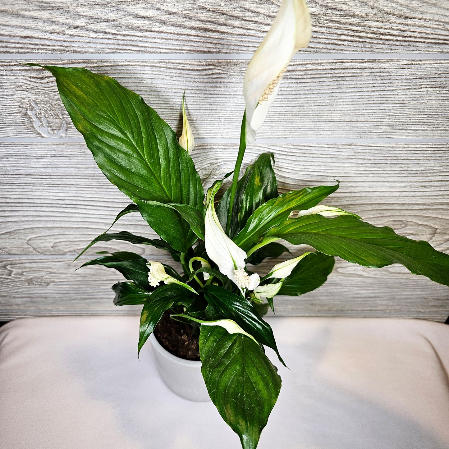 Peace Lily 4"