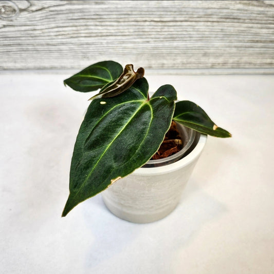 Anthurium Besseae Aff (105)