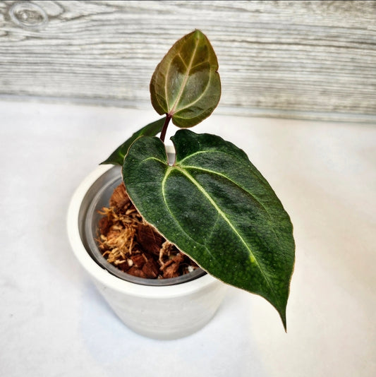 Anthurium Besseae Aff (102)
