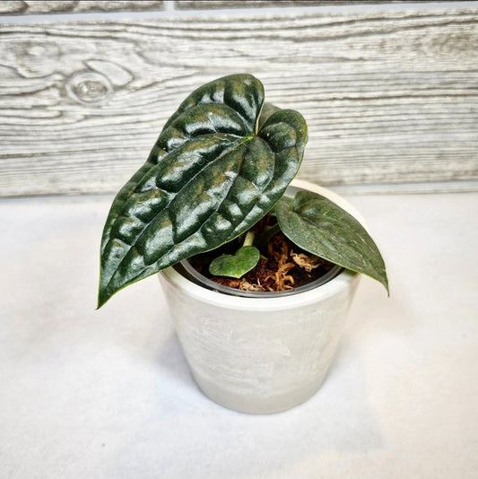 Anthurium Luxurians (136)