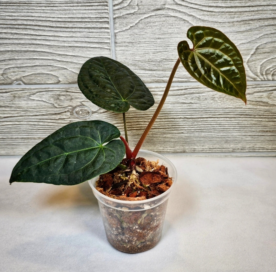 Anthurium Raven Soul 4" (008)