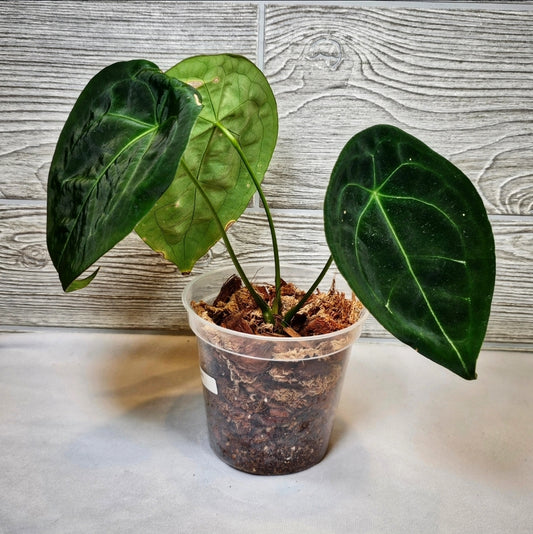 Anthurium Forgetti 5" (144)