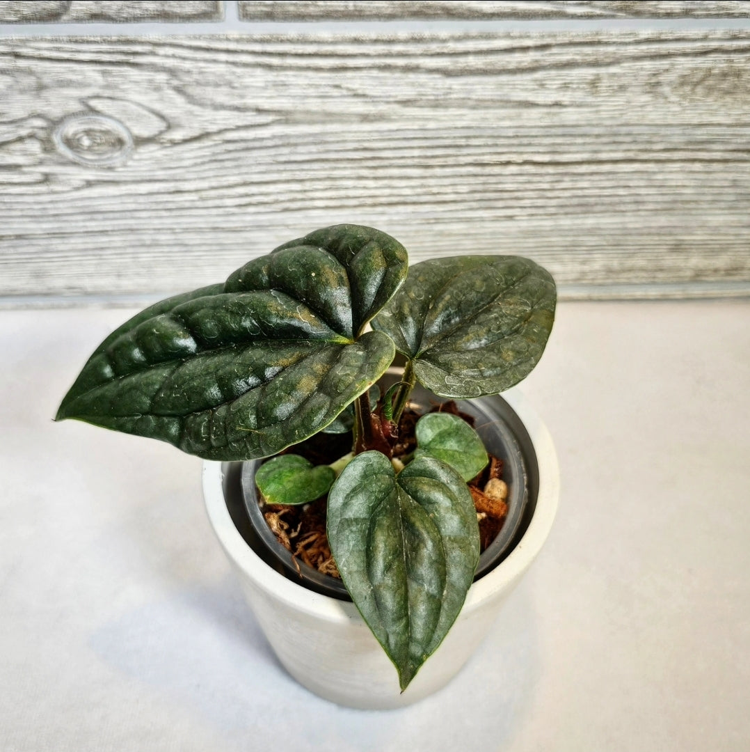 Anthurium Luxurians (136)