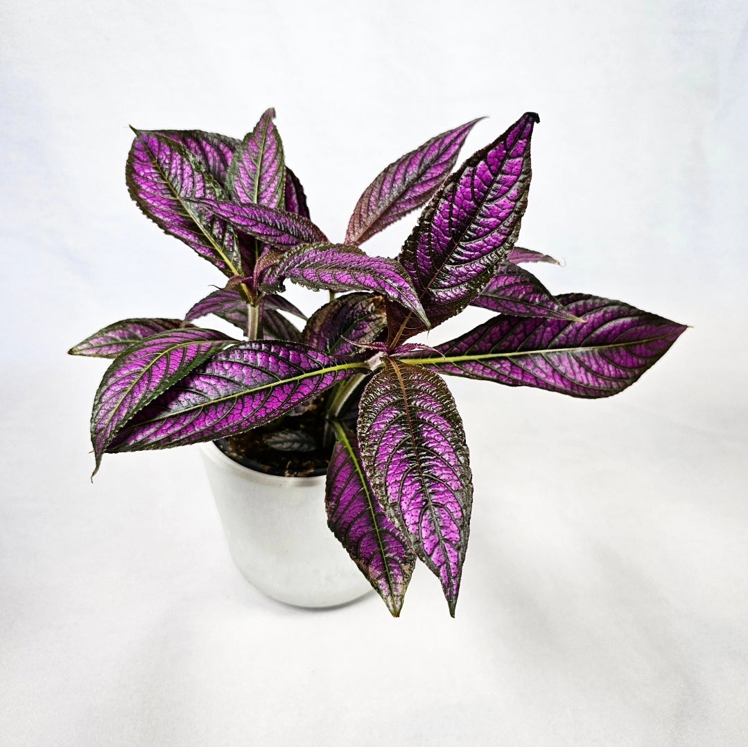 Persian Shield 4"