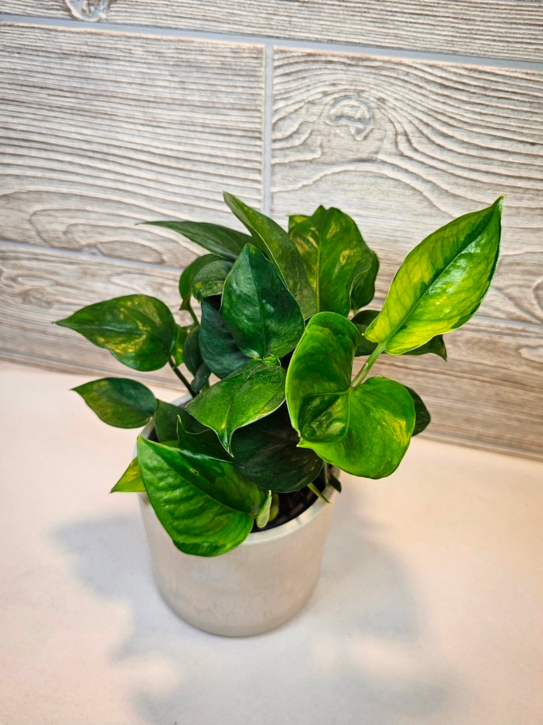 Global Green Pothos 4"