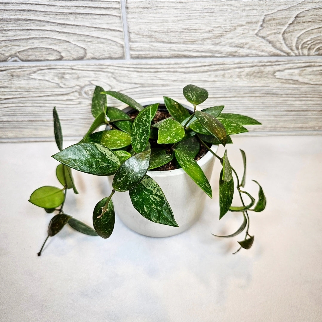 Hoya Gracilis 4"