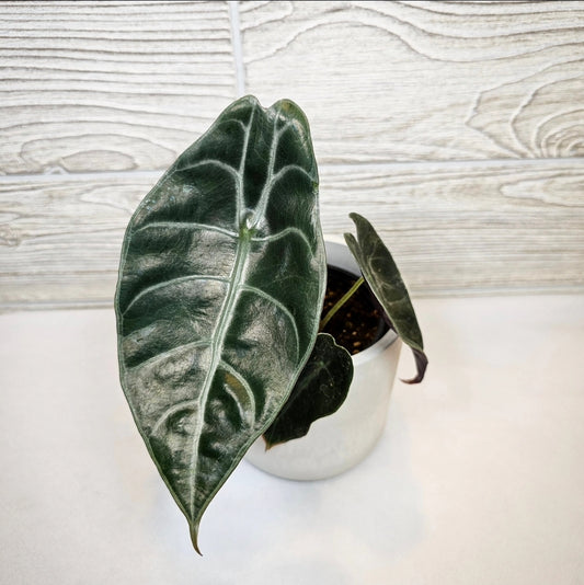 Alocasia Watsoniana 4"