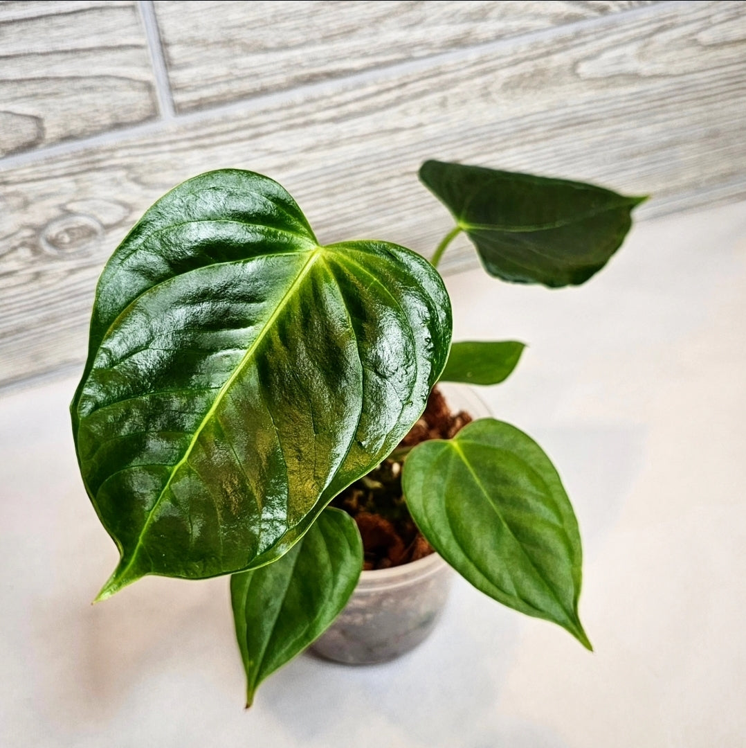 Anthurium Esmeraldense 4" (090)