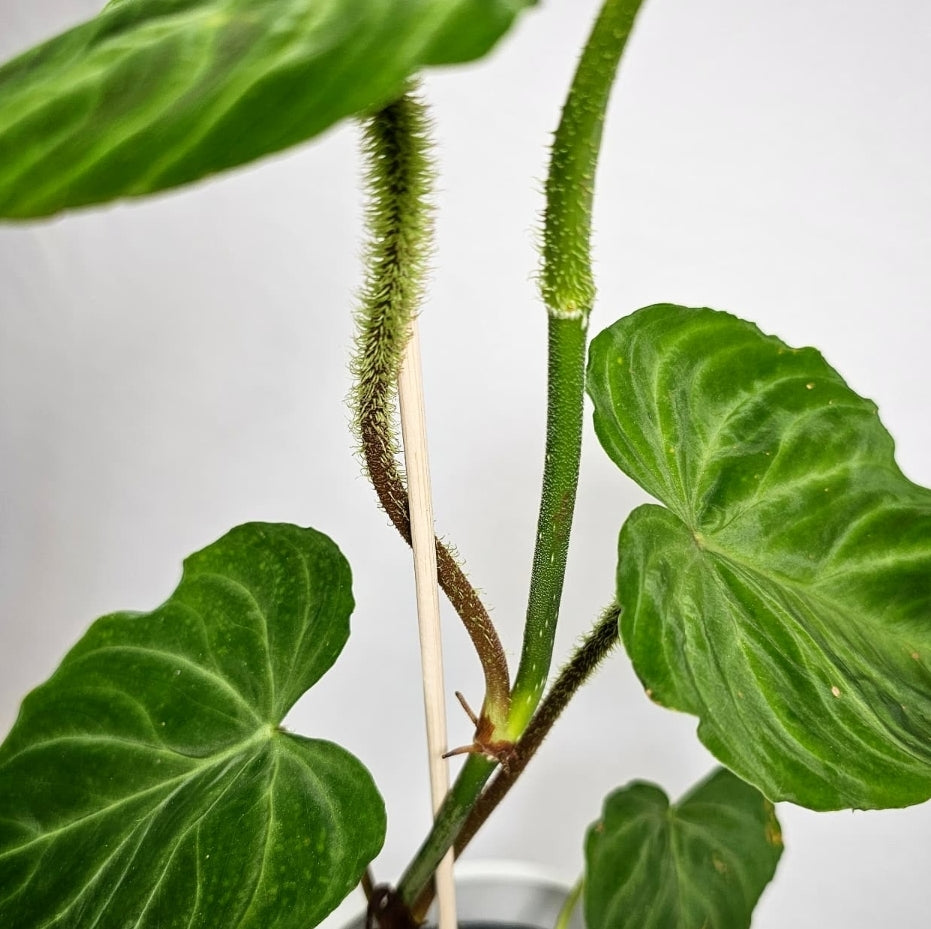 Philodendron Verrucosum 4"