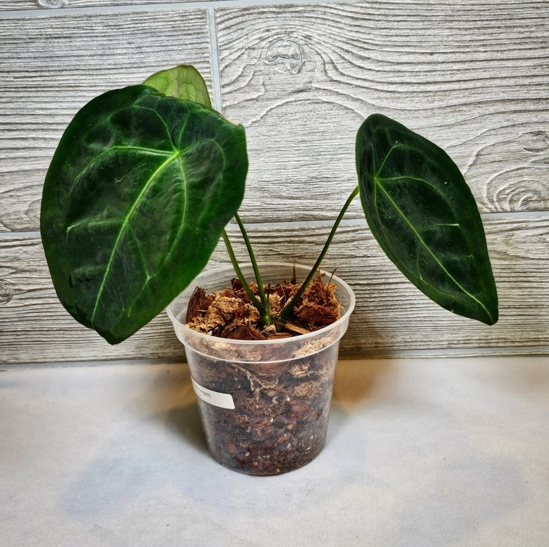 Anthurium Forgetti 5" (144)
