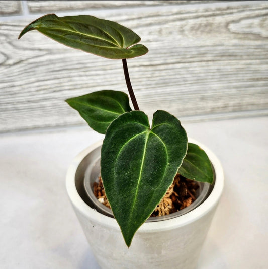 Anthurium Besseae Aff (107)