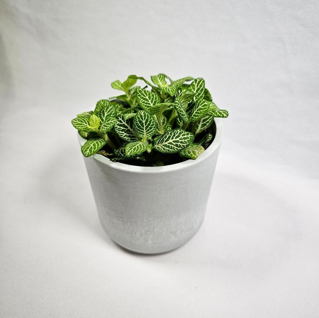 Fittonia Joly Lemon 4"