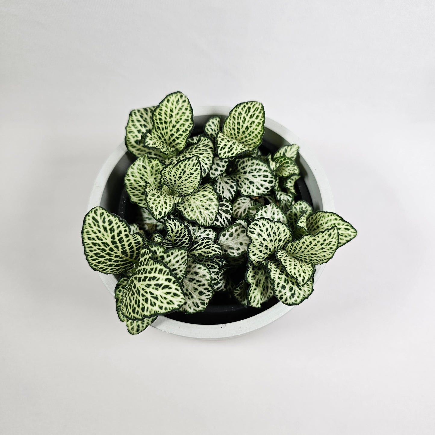 Fittonia White Ann