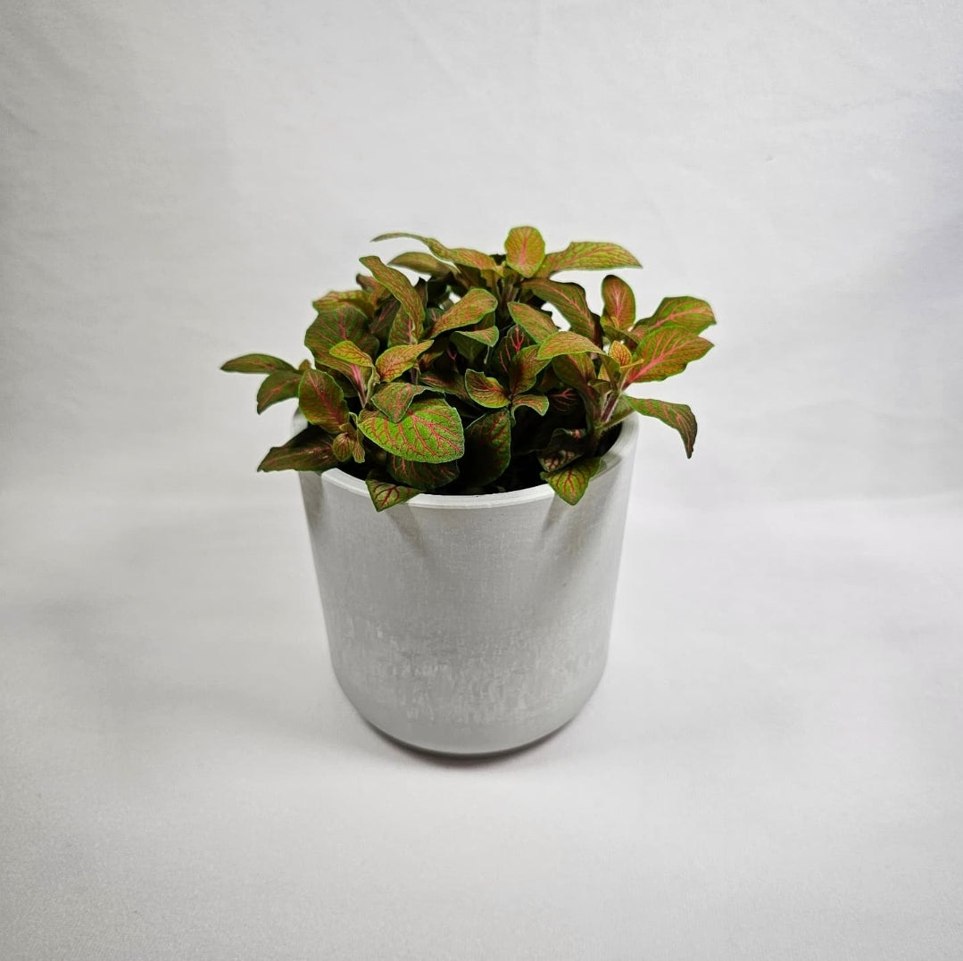 Fittonia Skeleton 4"