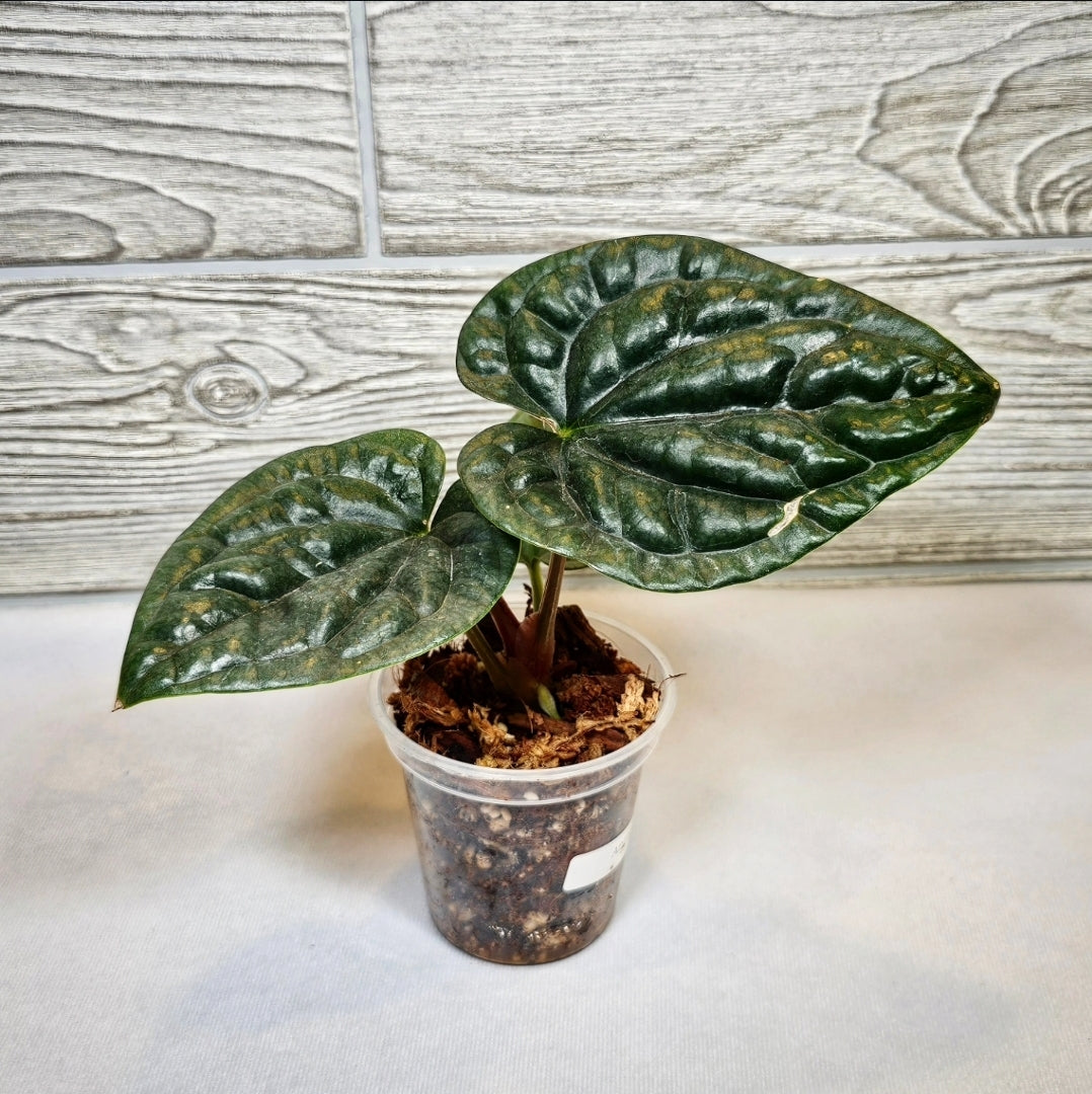 Anthurium Luxurians (138)