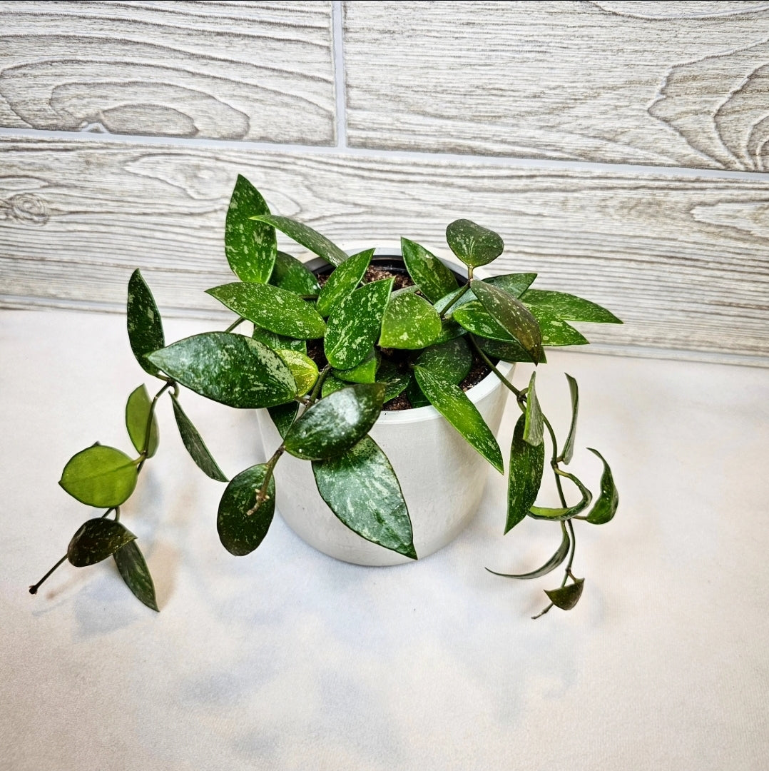 Hoya Gracilis 4"