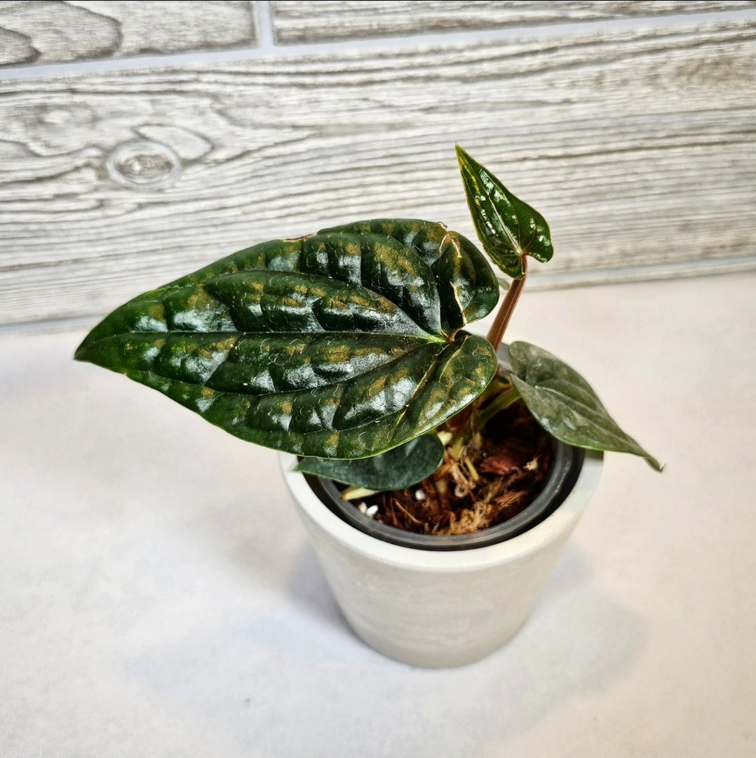 Anthurium Luxurians (037)