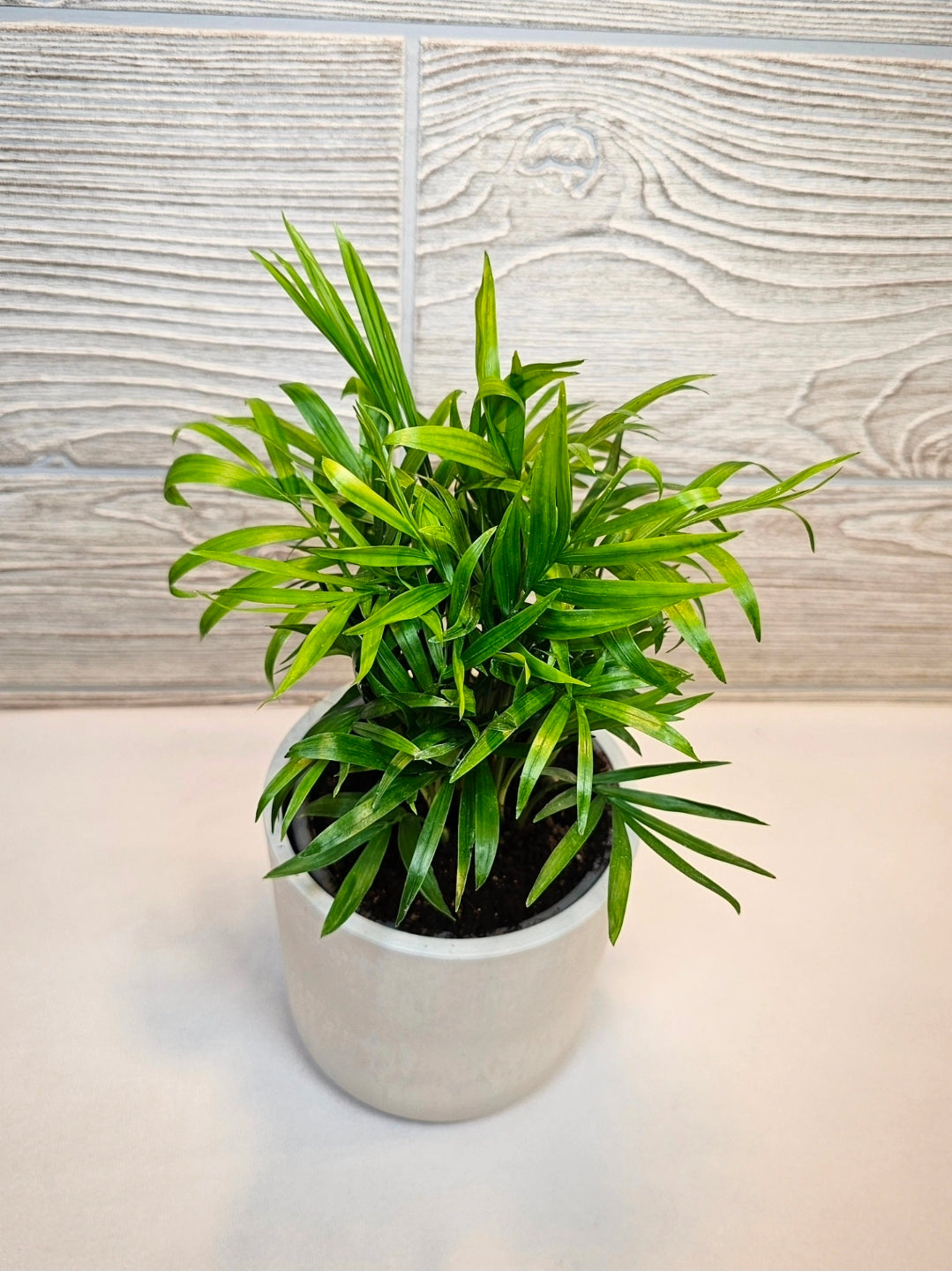 Parlour Palm 4"