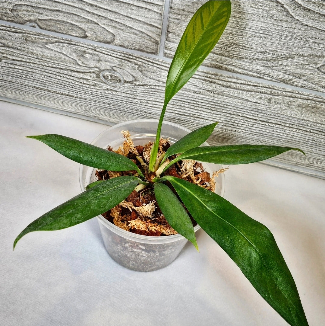 Anthurium Decurrens 5" (140)