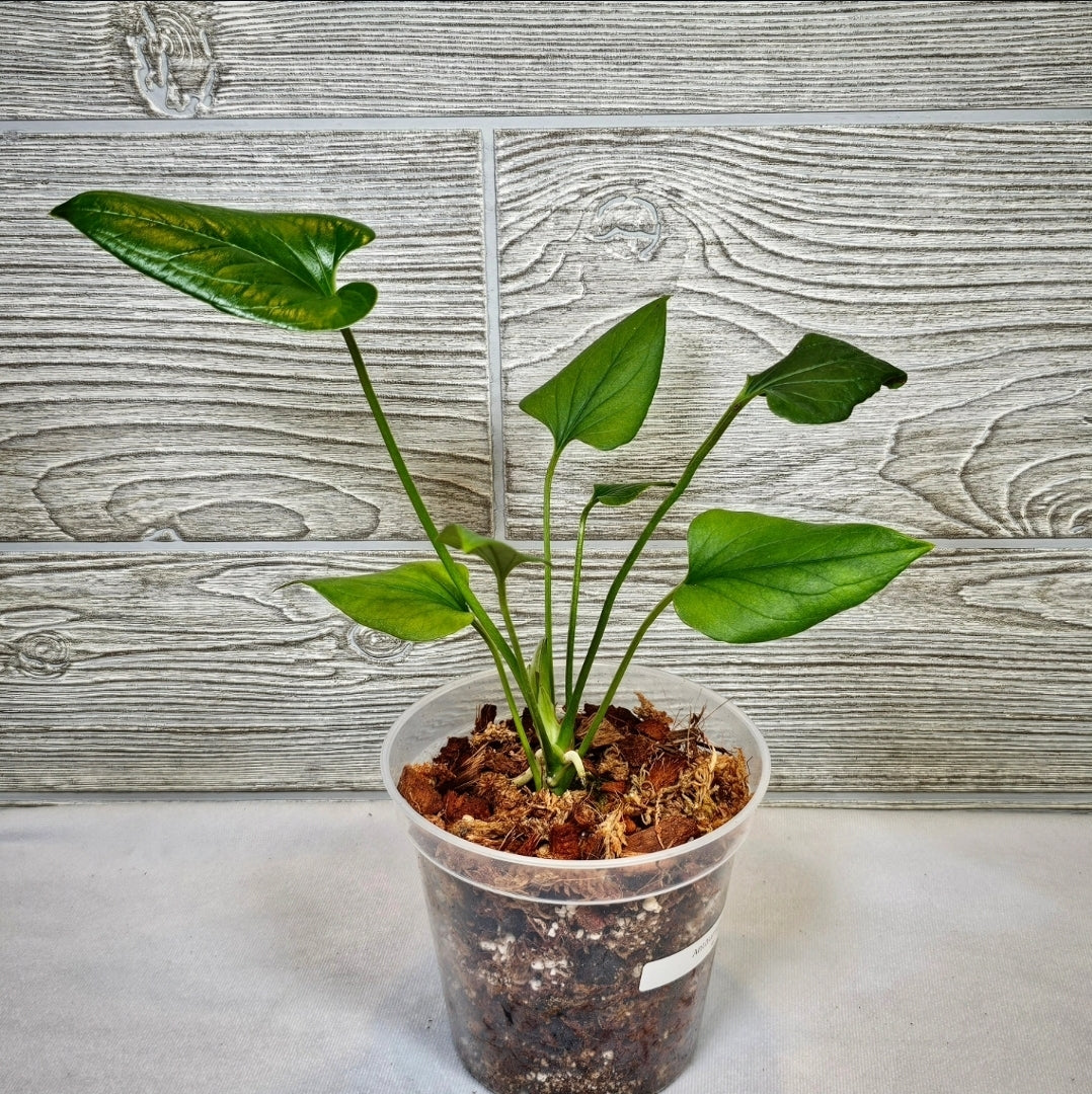 Anthurium Lentii 5" (074)